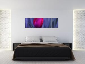 Obraz - tulipán (Obraz 170x50cm)