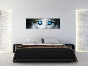 Obraz mačky, žiarivé oči (Obraz 170x50cm)