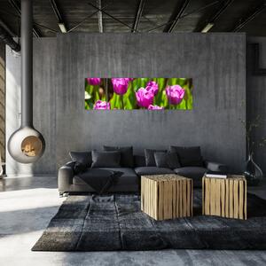 Obraz kvitnúcich tulipánov (Obraz 170x50cm)