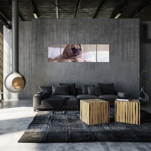 Obraz - pes v deke (Obraz 170x50cm)