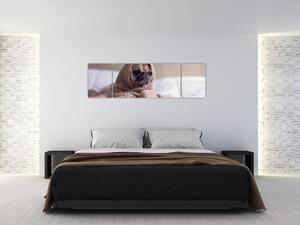 Obraz - pes v deke (Obraz 170x50cm)