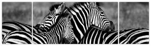 Obraz - zebry (Obraz 170x50cm)