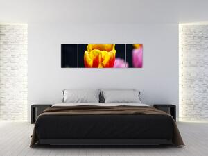 Obraz tulipánu (Obraz 170x50cm)