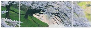 Obraz kvitnúcich stromov (Obraz 170x50cm)