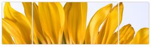 Obraz kvetu slnečnice (Obraz 170x50cm)