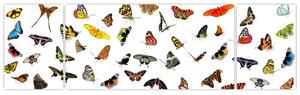Obrazy motýľov (Obraz 170x50cm)