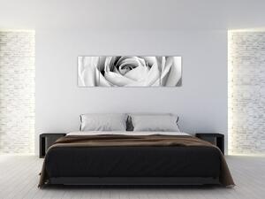 Čiernobiely obraz ruže (Obraz 170x50cm)