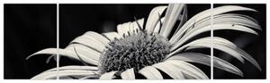 Čiernobiely obraz kvetu (Obraz 170x50cm)