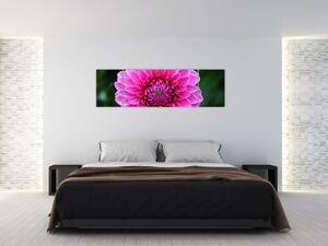 Obraz ružového kvetu (Obraz 170x50cm)
