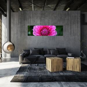 Obraz ružového kvetu (Obraz 170x50cm)