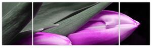 Obraz fialových tulipánov (Obraz 170x50cm)