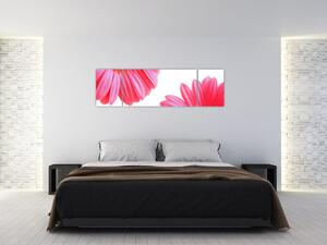Obraz kvetín - astra (Obraz 170x50cm)