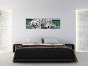Obraz leopard (Obraz 170x50cm)