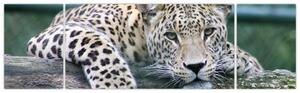 Obraz leopard (Obraz 170x50cm)