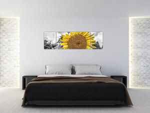 Slnečnica na čiernobielom pozadí (Obraz 170x50cm)