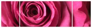 Obraz ružové ruže (Obraz 170x50cm)