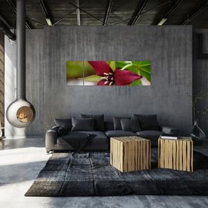 Kvitnúca rastlina - obrazy do domu (Obraz 170x50cm)