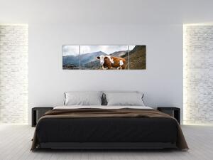 Obraz kravy na lúke (Obraz 170x50cm)