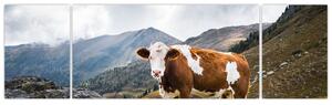 Obraz kravy na lúke (Obraz 170x50cm)