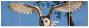 Obraz letiaci sovy (Obraz 170x50cm)