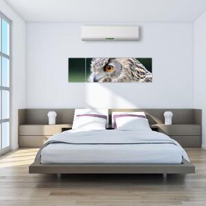 Vyzerajúce sova - obraz (Obraz 170x50cm)