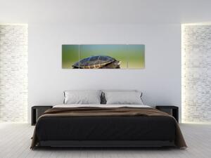 Obraz korytnačky - moderné obrazy (Obraz 170x50cm)