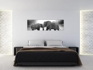 Obraz - slony (Obraz 170x50cm)