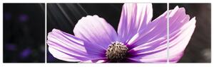Obraz fialového kvetu (Obraz 170x50cm)