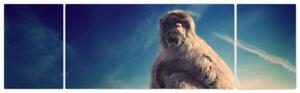 Obraz opice - obrazy zvierat (Obraz 170x50cm)