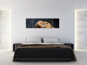 Moderný obraz - mačky (Obraz 170x50cm)