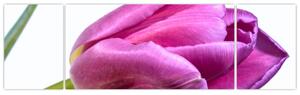 Obraz ružového tulipánu (Obraz 170x50cm)