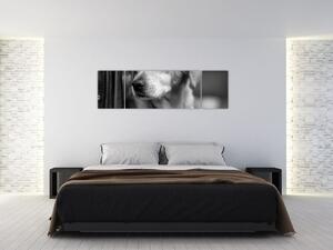Čiernobiely obraz psa (Obraz 170x50cm)