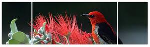 Obraz vtákov - červená (Obraz 170x50cm)