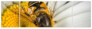 Obraz - detail včely (Obraz 170x50cm)