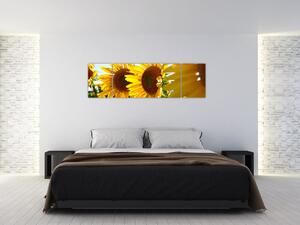 Obraz slnečníc na stenu (Obraz 170x50cm)