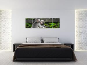 Obraz na stenu - opice (Obraz 170x50cm)
