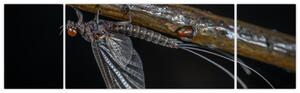 Obraz - hmyz (Obraz 170x50cm)