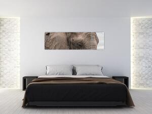 Obraz slona (Obraz 170x50cm)