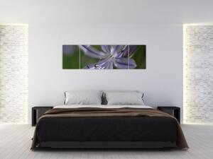 Obraz kvety (Obraz 170x50cm)