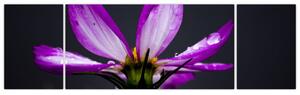 Obraz - kvety (Obraz 170x50cm)