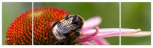 Obraz včely na kvete (Obraz 170x50cm)