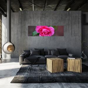Obraz ruže na stenu (Obraz 170x50cm)