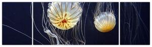 Obraz - medúzy (Obraz 170x50cm)