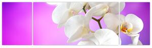 Obraz s orchideí (Obraz 170x50cm)