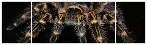 Obraz - Tarantula (Obraz 170x50cm)