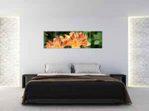 Oranžové kvety (Obraz 170x50cm)