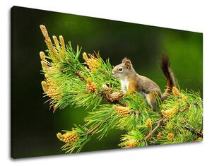 Obraz na stenu ZVIERATÁ Zľava 60 % 20x30 cm