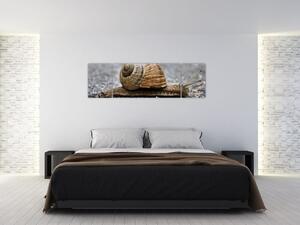 Ulita slimáka, obraz na stenu (Obraz 170x50cm)