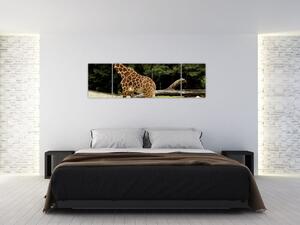 Obraz žirafy (Obraz 170x50cm)