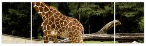Obraz žirafy (Obraz 170x50cm)
